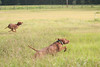 socovs > September Field Fun Day TBVC photo