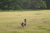 socovs > September Field Fun Day TBVC photo